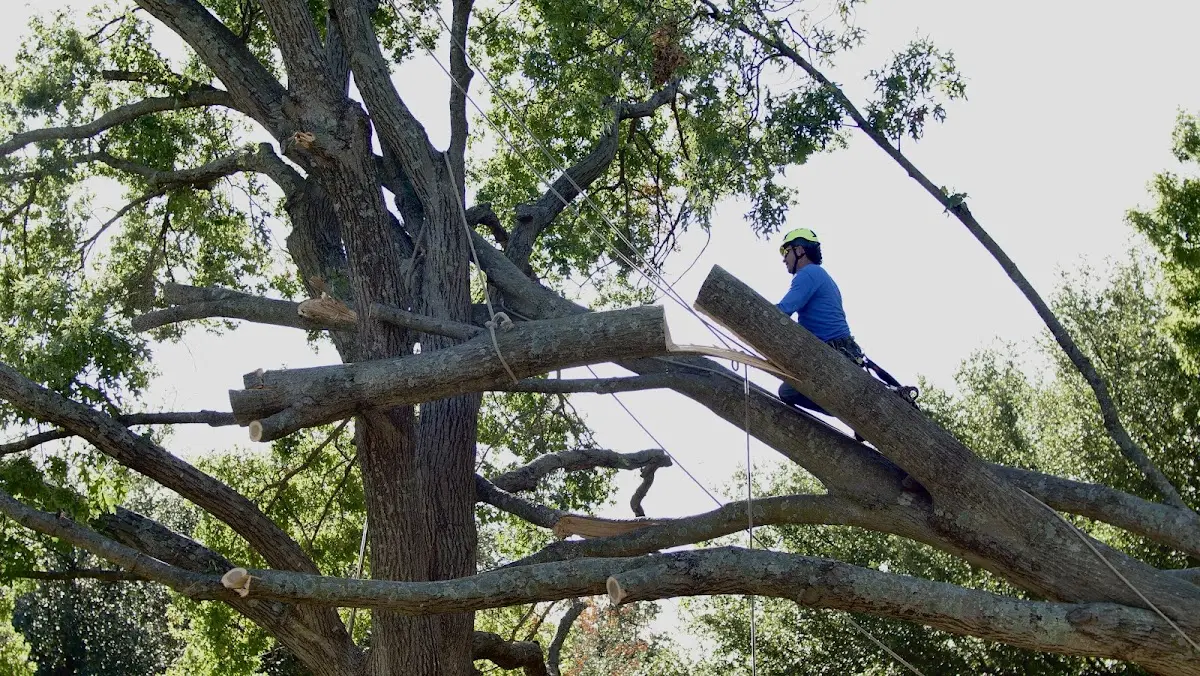 Professional Hazardous Tree Removal performed by certified arborists in Mills